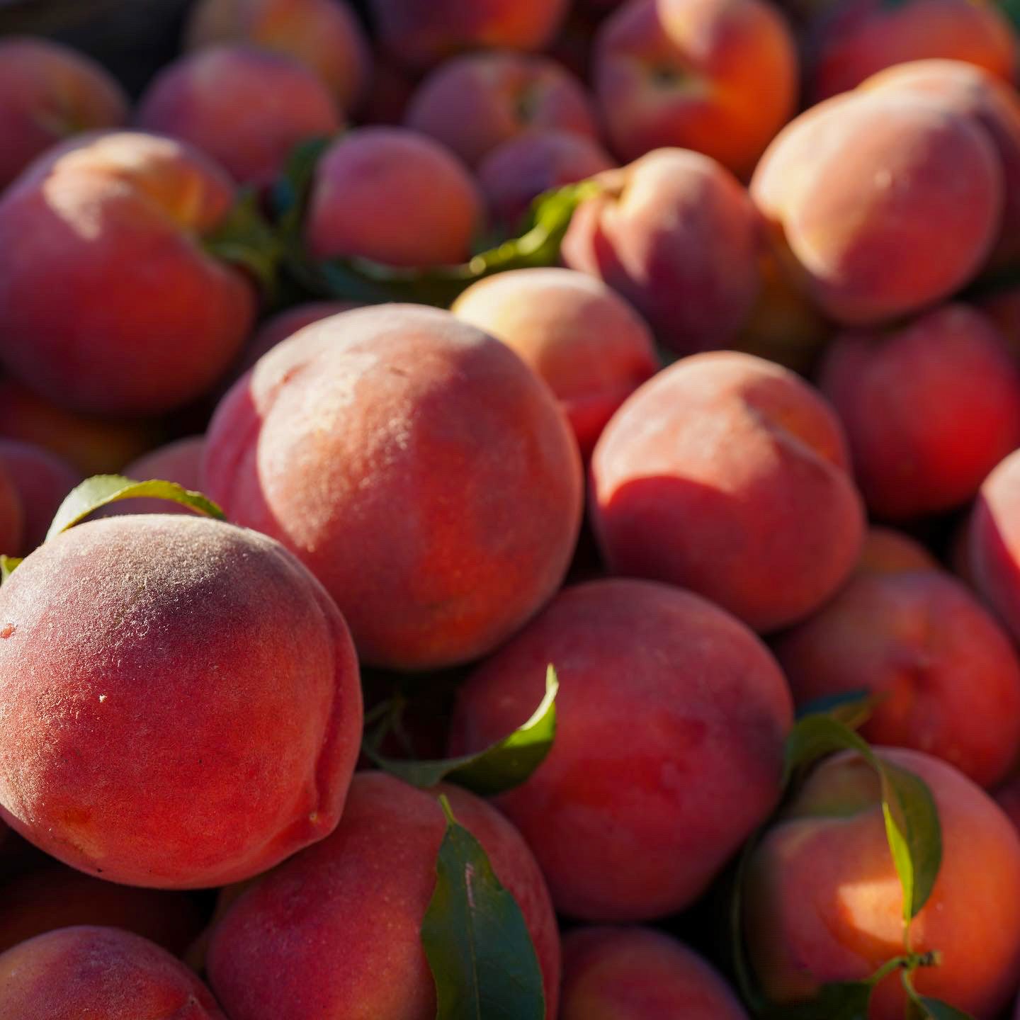 Fresh Peaches
